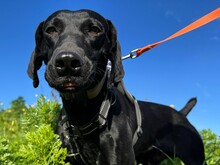 SCOTT, Hund, Deutsch Kurzhaar in München