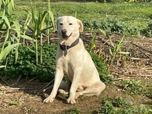 SANTO, Hund, Maremmano in Italien - Bild 1