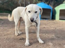 SANTO, Hund, Maremmano in Italien - Bild 2