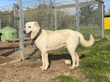 SANTO, Hund, Maremmano in Italien - Bild 3