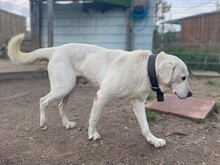 SANTO, Hund, Maremmano in Italien - Bild 4