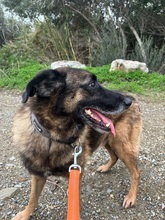 BOBBY, Hund, Mischlingshund in Griechenland - Bild 2