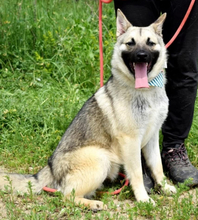 EUGEN, Hund, Mischlingshund in Slowakische Republik - Bild 10