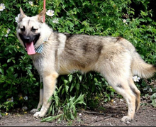 EUGEN, Hund, Mischlingshund in Slowakische Republik - Bild 2