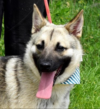 EUGEN, Hund, Mischlingshund in Slowakische Republik - Bild 4