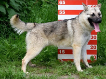 EUGEN, Hund, Mischlingshund in Slowakische Republik - Bild 5