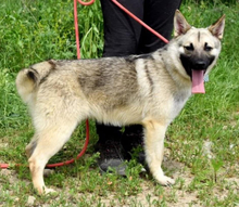 EUGEN, Hund, Mischlingshund in Slowakische Republik - Bild 6