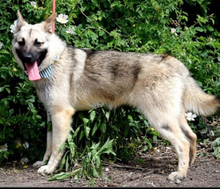 EUGEN, Hund, Mischlingshund in Slowakische Republik - Bild 8