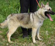 EUGEN, Hund, Mischlingshund in Slowakische Republik - Bild 9