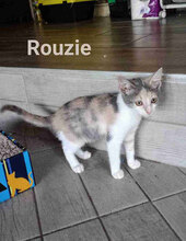 ROUZIE, Katze, Europäisch Kurzhaar in Bulgarien - Bild 4