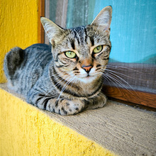 ROSIE, Katze, Europäisch Kurzhaar in Bulgarien - Bild 6