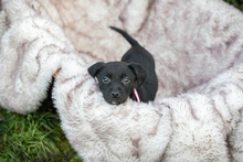 YANA, Hund, Mischlingshund in Kroatien - Bild 2