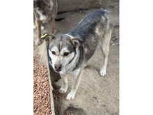 BONUS, Hund, Mischlingshund in Rumänien - Bild 5