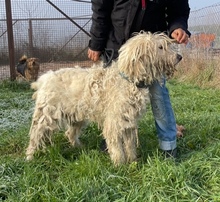 BUKSI, Hund, Mischlingshund in Ungarn - Bild 10