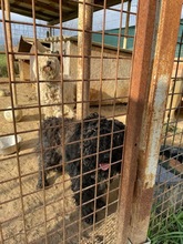 BUKSI, Hund, Mischlingshund in Ungarn - Bild 4