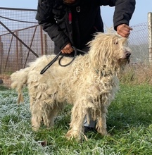 BUKSI, Hund, Mischlingshund in Ungarn - Bild 7