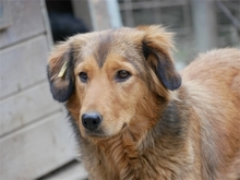 CLEO, Hund, Mischlingshund in Rumänien - Bild 6