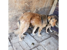 CLEO, Hund, Mischlingshund in Rumänien - Bild 7