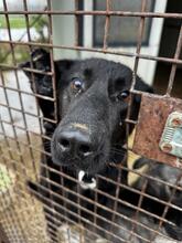 KASZO, Hund, Mischlingshund in Ungarn - Bild 2