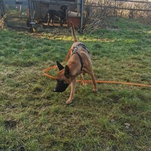 MALI, Hund, Mischlingshund in Zwiesel - Bild 2