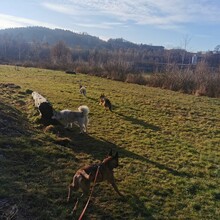 MALI, Hund, Mischlingshund in Zwiesel - Bild 5