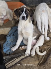 WETA, Hund, Mischlingshund in Griechenland - Bild 2