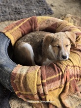 ARCO, Hund, Mischlingshund in Griechenland - Bild 4