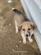 ARCO, Hund, Mischlingshund in Griechenland - Bild 5