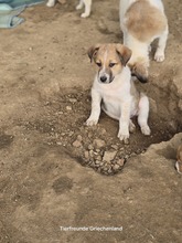 ARCO, Hund, Mischlingshund in Griechenland - Bild 6