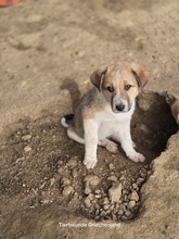 ARCO, Hund, Mischlingshund in Griechenland - Bild 8