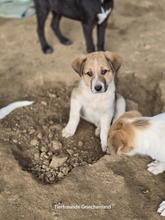 ARCO, Hund, Mischlingshund in Griechenland - Bild 9