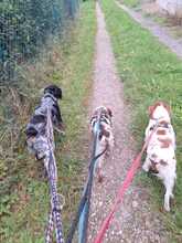 LILLY, Hund, Epagneul Breton in Pirmasens - Bild 4