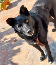 AARON, Hund, Mischlingshund in Lübstorf - Bild 2