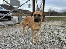 BOOMER, Hund, Mischlingshund in Griechenland - Bild 1