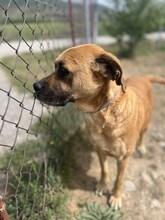 BOOMER, Hund, Mischlingshund in Griechenland - Bild 3