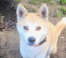 ANA2, Hund, Akita Inu-Mix in Gefrees