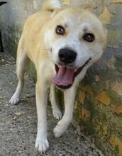 ANA2, Hund, Akita Inu-Mix in Gefrees - Bild 10