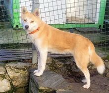 ANA2, Hund, Akita Inu-Mix in Gefrees - Bild 2