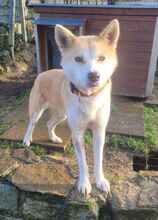 ANA2, Hund, Akita Inu-Mix in Gefrees - Bild 3