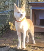 ANA2, Hund, Akita Inu-Mix in Gefrees - Bild 5