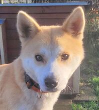 ANA2, Hund, Akita Inu-Mix in Gefrees - Bild 6