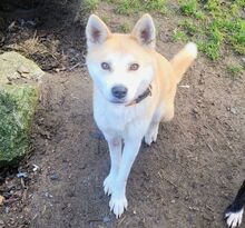 ANA2, Hund, Akita Inu-Mix in Gefrees - Bild 7