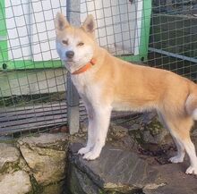 ANA2, Hund, Akita Inu-Mix in Gefrees - Bild 8