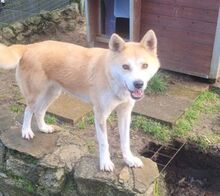 ANA2, Hund, Akita Inu-Mix in Gefrees - Bild 9