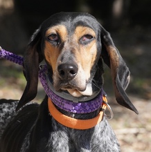 BLOSOM, Hund, Mischlingshund in Zypern - Bild 1