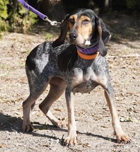 BLOSOM, Hund, Mischlingshund in Zypern - Bild 10