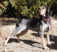 BLOSOM, Hund, Mischlingshund in Zypern - Bild 2