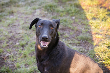 DELANY, Hund, Mischlingshund in Kroatien - Bild 4