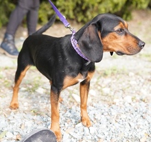 OSIRIS, Hund, Mischlingshund in Zypern - Bild 2