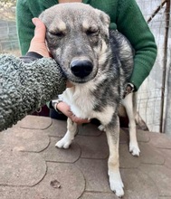 LOLA, Hund, Mischlingshund in Rumänien - Bild 3